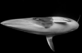 Dive Into the Most Breathtaking Ocean Images of the 12 months