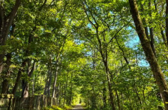 The Little Issues Publication #489 – Life, laughter, and many nice meals!