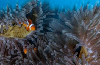 Do You Know The place Aquarium Fish Come From? The Reply Would possibly Shock You