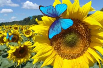 Bluesky Will Check a ‘Dislike’ Choice. It May Assist Repair a Enormous Drawback