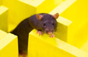 ChatGPT’s Browser Bot Appears to Keep away from New York Occasions Hyperlinks Like a Rat Who Bought Electrocuted