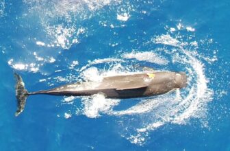 Scientists Needed to Know How Many Squid Pilot Whales Eat Every Day. What They Discovered Was Astounding