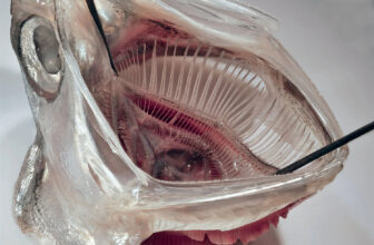 Fish-Impressed Laundry Filter Exhibits Early Promise Towards Microplastics