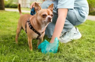 Scientists Discovered One thing Sudden in Pet Poop—and It is Not Good