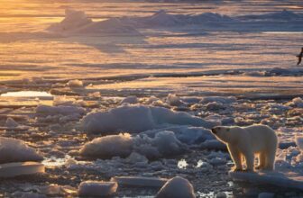 In a Sea of Melting Ice, These Polar Bears Are Doing One thing Surprising