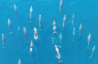 The World’s Oceans Soaked Up Report-Breaking Warmth for the ninth Straight 12 months